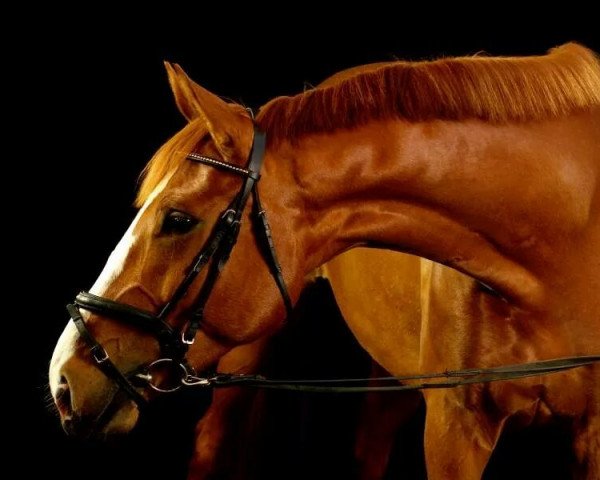Pferd Barcelona 51 (Hannoveraner, 2010, von Bequia)