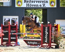 jumper Big Man (Zangersheide riding horse, 2015, from Big Star Jr KZ)
