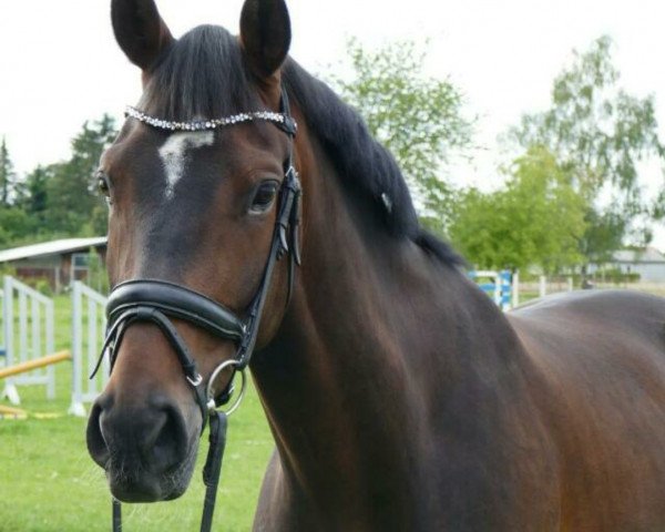 horse Rubia rose (German Riding Pony, 2018, from Venustas Cool Edition)