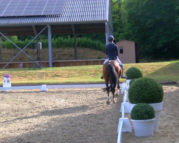 Reitturnier Langenfeld 2025