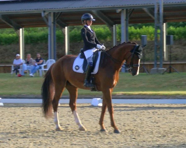Reitturnier Langenfeld 2025