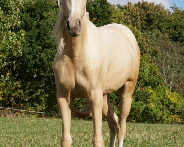 horse Venustas Isabell (German Riding Pony, 2019, from Venustas Cool Edition)