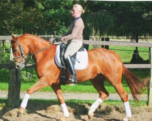 Springpferd Resina T (Westfale, 2006, von Rüter)