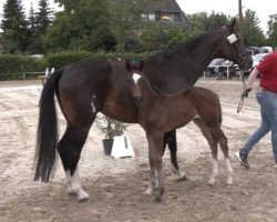 foal by Stute von Volltreffer / Ehrendorf (Westphalian, 2025, from Volltreffer)