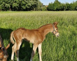 foal by Hengst von Zinedine / Comme il faut NRW (Westphalian, 2025, from Zinedine)