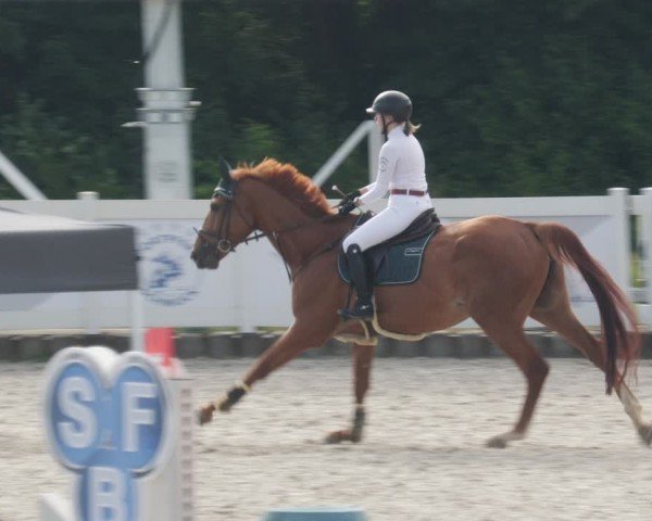 Reitturnier Babenhausen/Schw. 2025