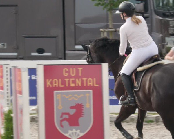 Reitturnier Babenhausen/Schw. 2025