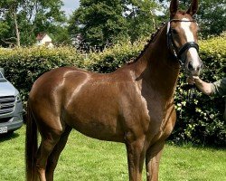 horse Betty (Westphalian, 2022, from By your Side 3)