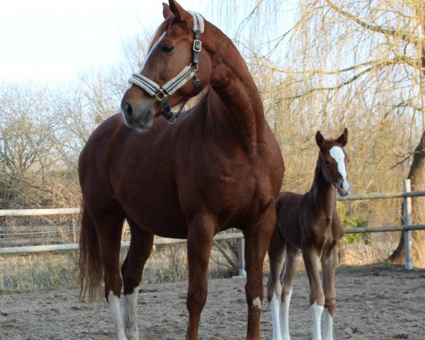 horse Freaky Romance (Oldenburg, 2021, from For Romance I)