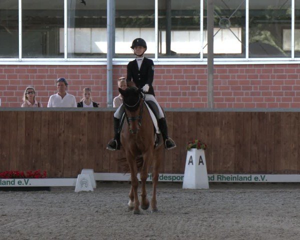 Reitturnier Langenfeld 2025