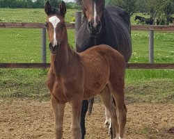 jumper Pirate x Contendro (German Sport Horse, 2018, from Pirate 7)