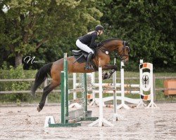 jumper Come on H (German Sport Horse, 2020)