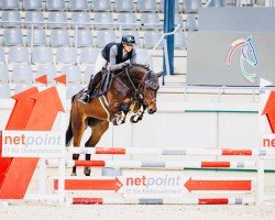 jumper I am Perfect S (Zangersheide riding horse, 2020, from Ibolensky)