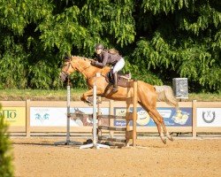 horse Karetto (Palomino, 2020)