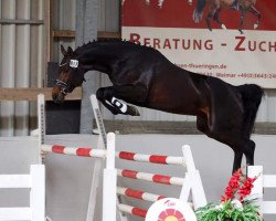 jumper Santino 176 (German Sport Horse, 2016, from Sandokan 290)