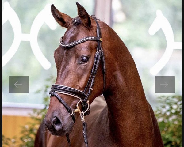 horse Schnapsidee (Hanoverian, 2018, from Spörcken)