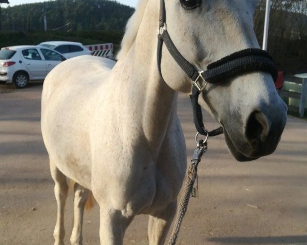 jumper Gento 42 (Hanoverian, 2002, from Gibraleon)