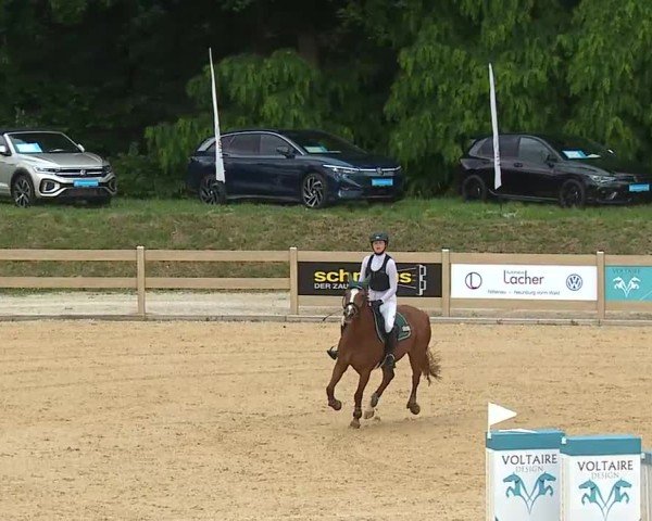Reitturnier Tiefenhof/Opf. 2025