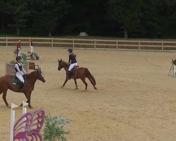 Reitturnier Tiefenhof/Opf. 2025