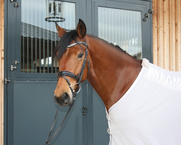 dressage horse FS Voltaire (Rhinelander, 2016, from Valerius)