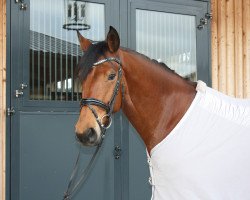 dressage horse FS Voltaire (Rhinelander, 2016, from Valerius)