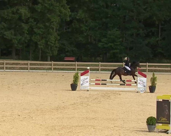 Reitturnier Tiefenhof/Opf. 2025