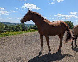 Pferd Carl mit C (Oldenburger Springpferd, 2022, von Chamberland)