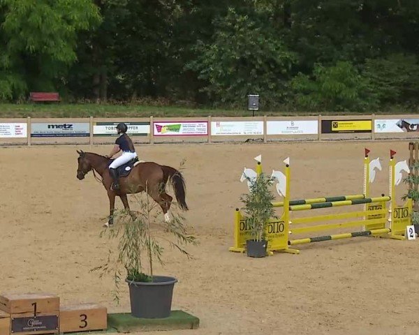 Reitturnier Tiefenhof/Opf. 2025