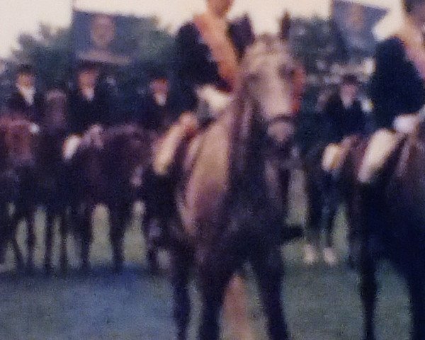 horse Gentleman (Noble Warmblood, 1980, from Kontakt 2616)