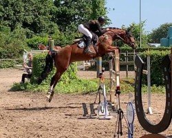broodmare Luise D. (Westphalian, 2017, from Coquin)