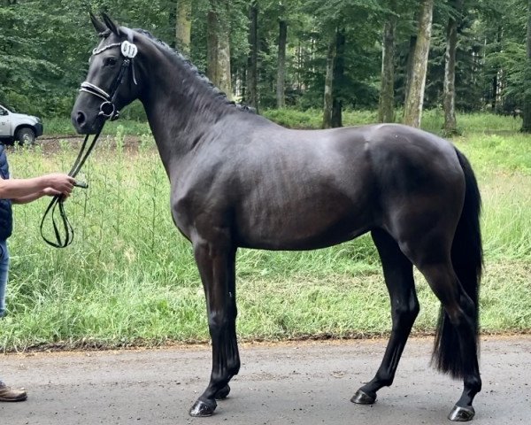 broodmare Belle Noire WES (Westphalian, 2017, from Bodyguard 49)