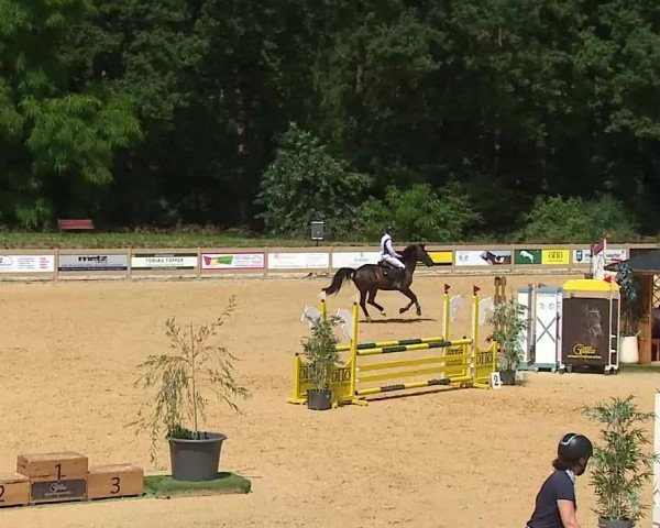 Reitturnier Tiefenhof/Opf. 2025