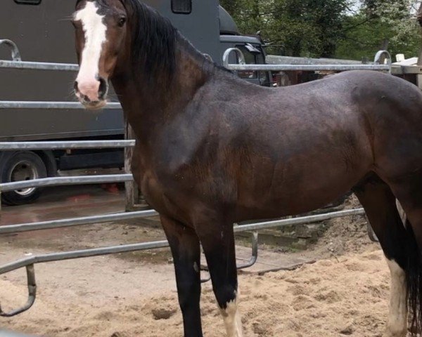 Pferd Coquin (KWPN (Niederländisches Warmblut),  , von Caleandro)
