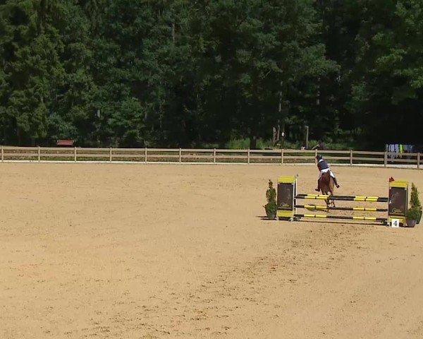 Reitturnier Tiefenhof/Opf. 2025