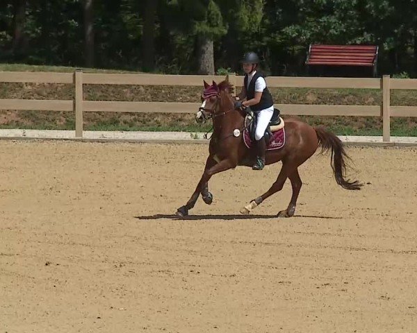 Reitturnier Tiefenhof/Opf. 2025