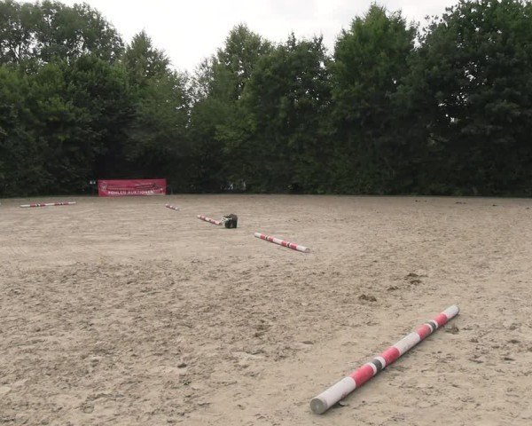 Westfälische Stuten- und Fohlenschau Brakel 2025