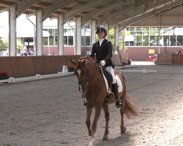 Reitturnier Langenfeld 2025