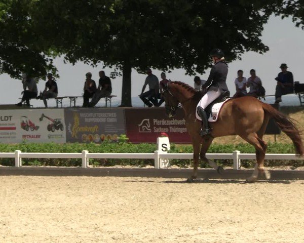 Reitturnier Dresden Gompitz 2025