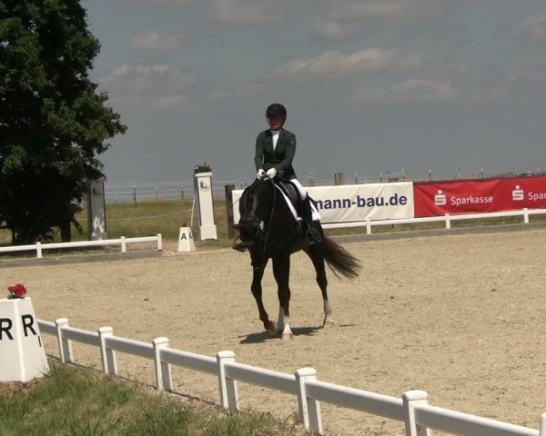Reitturnier Dresden Gompitz 2025