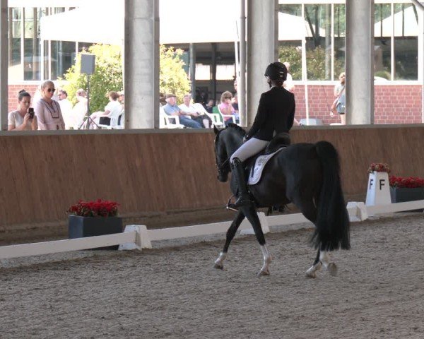 Reitturnier Langenfeld 2025