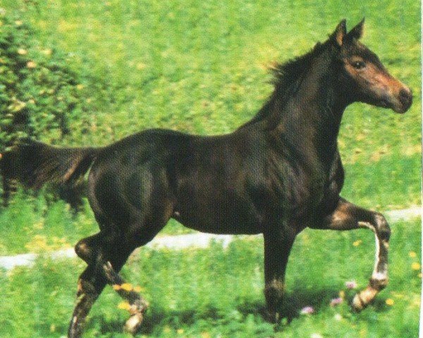 horse Chex Chocolate (Quarter Horse, 2000, from Chex Enterprise)