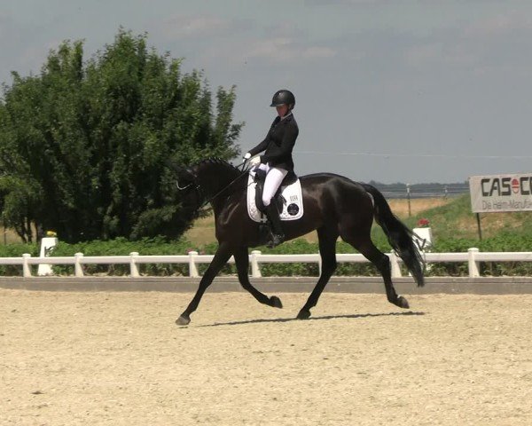 Reitturnier Dresden Gompitz 2025