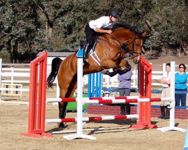 horse Bon Aventure (Holsteiner, 2009, from Clearway)
