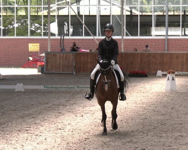 Reitturnier Langenfeld 2025