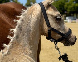 Fohlen Captain Casimir (Deutsches Reitpony, 2025, von Cadlanvalley Sir Ivanhoe)