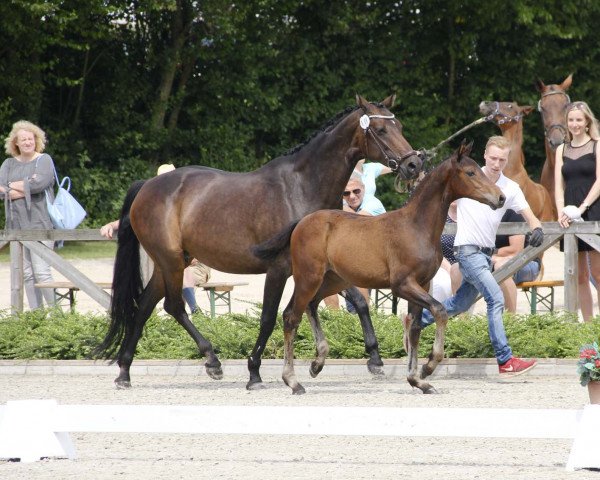 horse First Lady W 4 (Westphalian, 2017, from Flashdance)