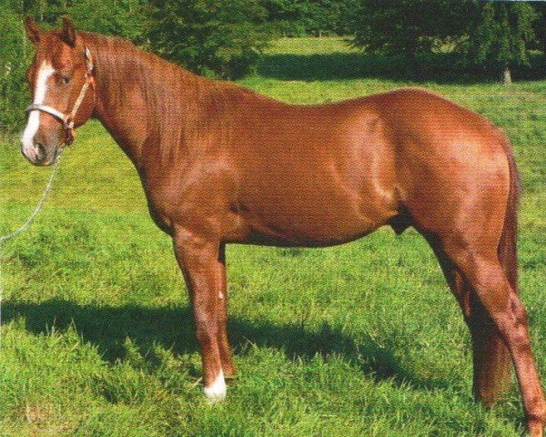 horse CM Red Is A Train (Quarter Horse, 2008, from Nics Peppy Train)