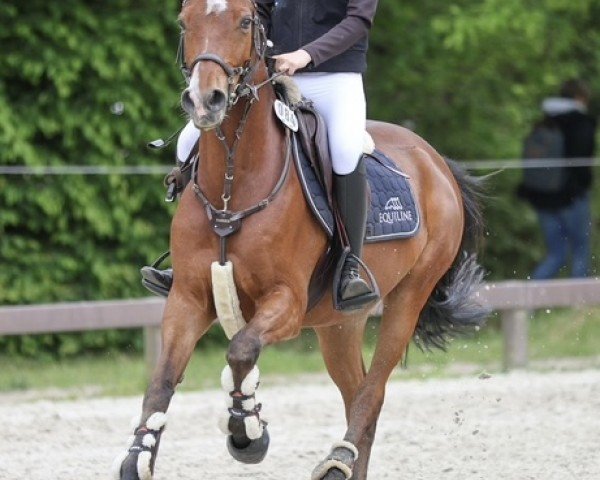 Springpferd Mister Perfect 5 (Deutsches Reitpony, 2014, von Grenzhoehes Olivier K WE)
