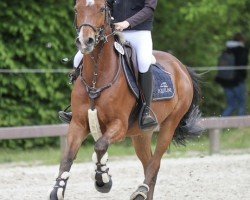 jumper Mister Perfect 5 (German Riding Pony, 2014, from Grenzhoehes Olivier K WE)