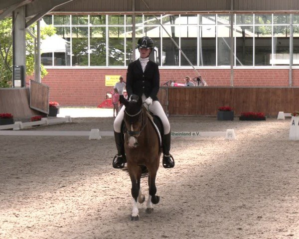 Reitturnier Langenfeld 2025